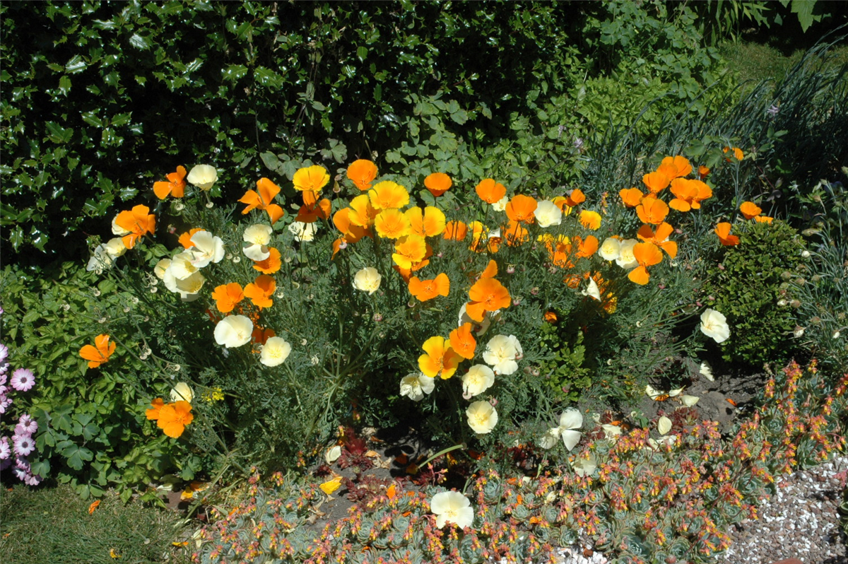 Eschscholzia californica