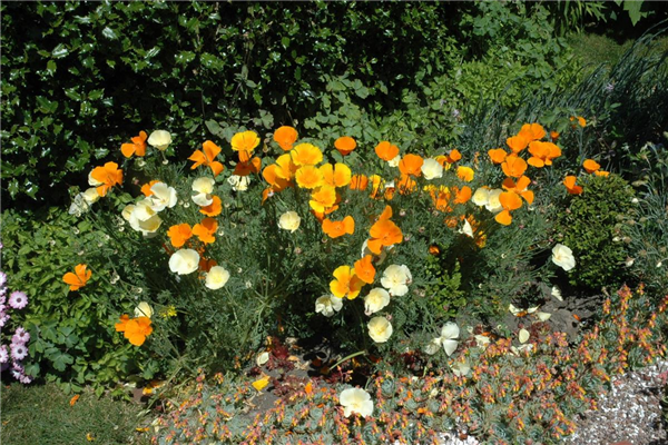 Eschscholzia californica