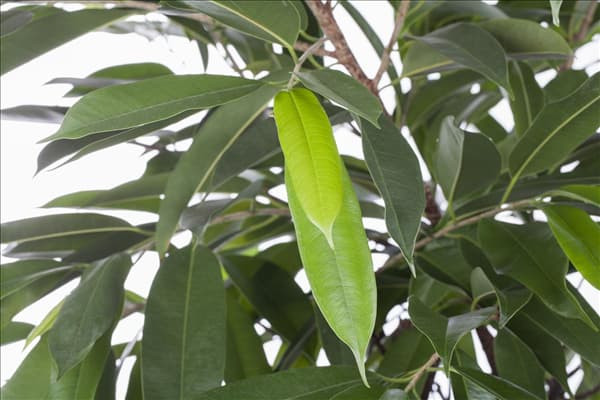Ficus binnendijkii 'Amstel King'