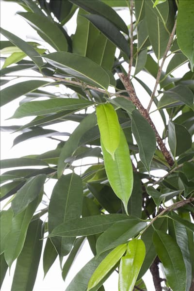 Ficus binnendijkii 'Amstel King'