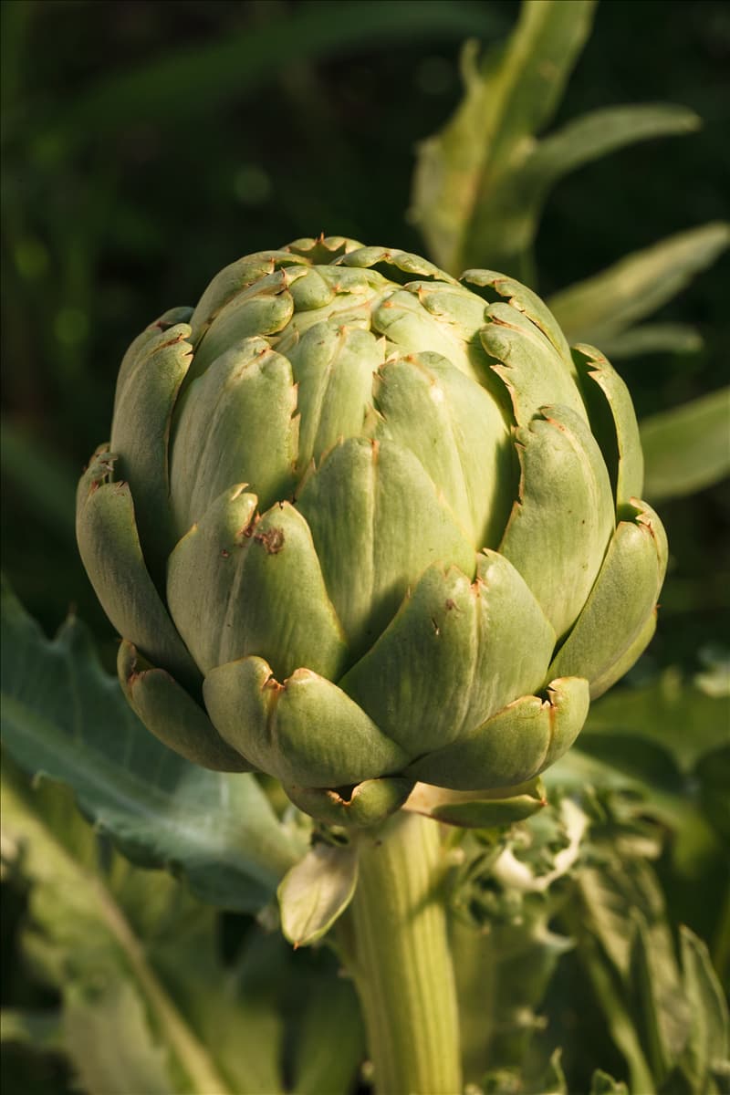 Cynara scolymus 'Imperial Star'