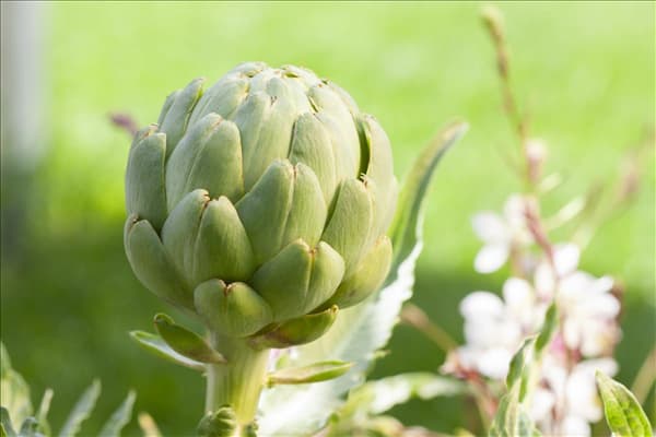Cynara scolymus