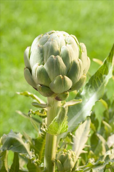 Cynara scolymus