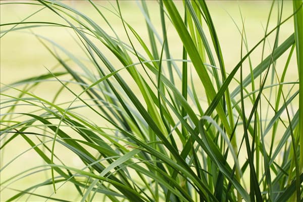 Cortaderia selloana 'Pumila'
