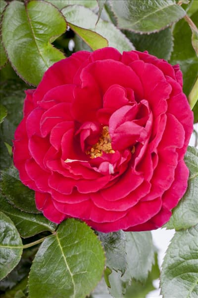 Duftrose