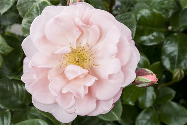Rosa