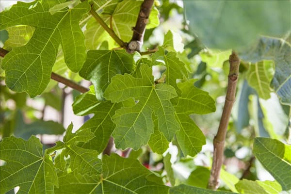 Ficus carica