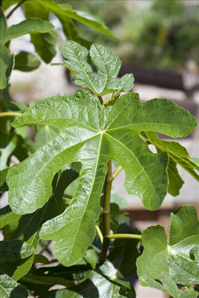 Ficus carica