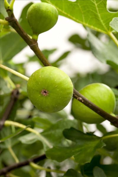 Ficus carica