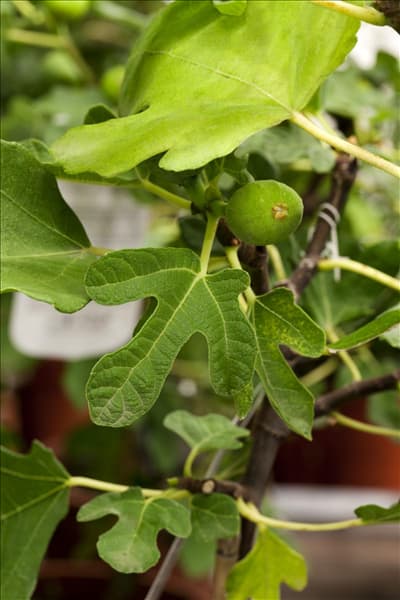 Ficus carica