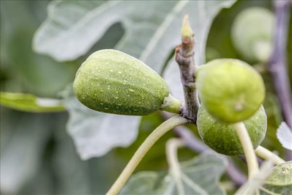 Ficus carica
