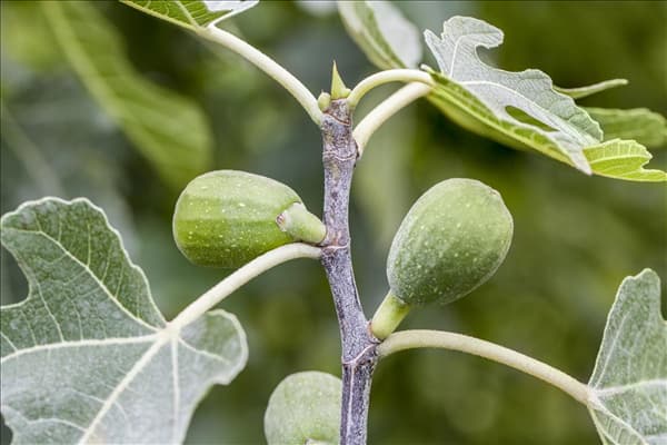 Ficus carica