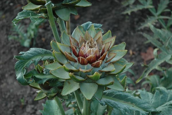 Cynara scolymus 'Green Globe'