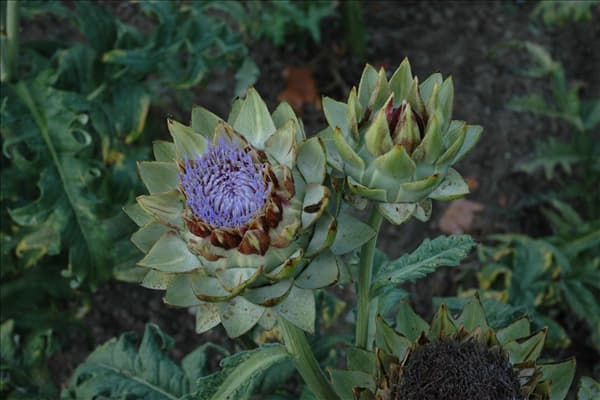 Cynara scolymus 'Green Globe'