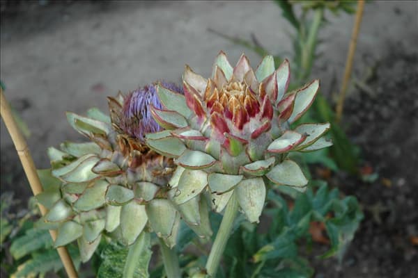 Cynara scolymus 'Green Globe'