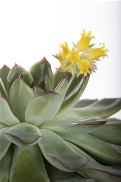 Echeveria
