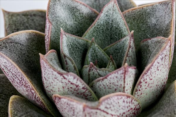 Echeveria