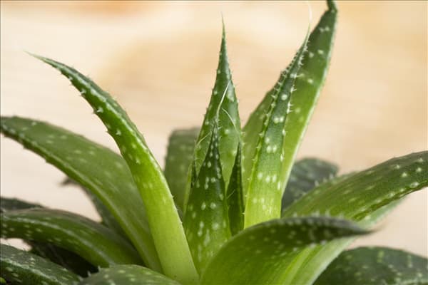 Haworthia