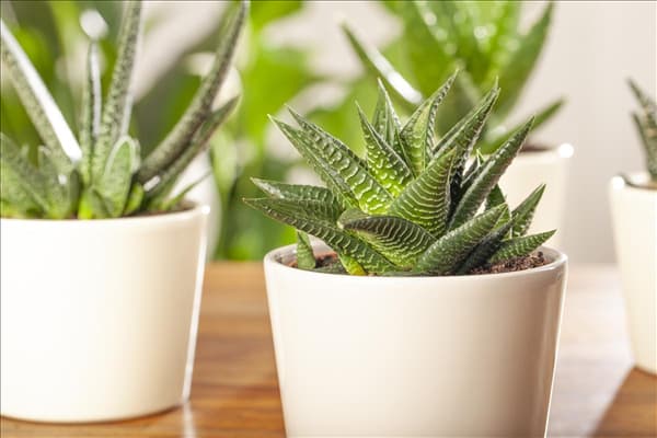 Haworthia