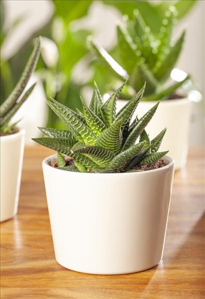 Haworthia