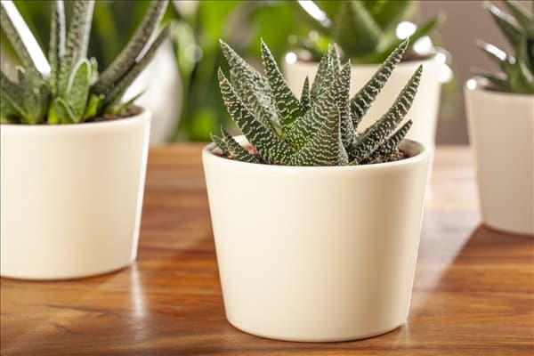 Haworthia