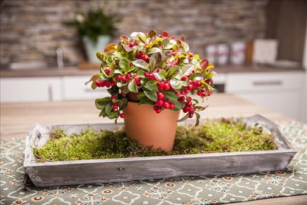 Gaultheria procumbens