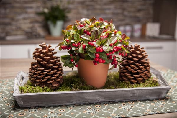 Gaultheria procumbens