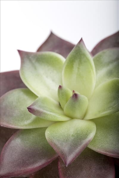 Echeveria agavoides