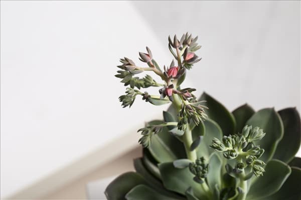 Echeveria 'Blue Prince'