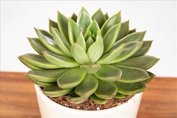 Echeveria agavoides