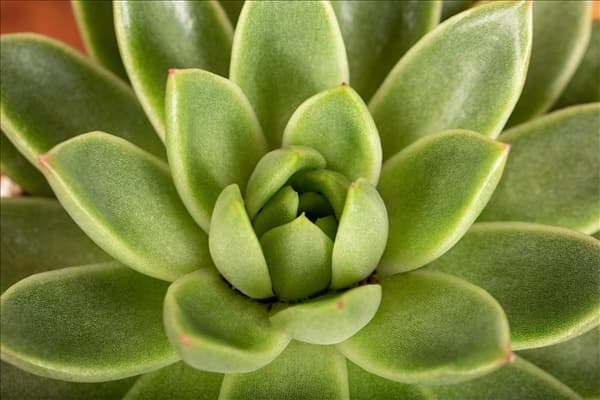 Echeveria agavoides