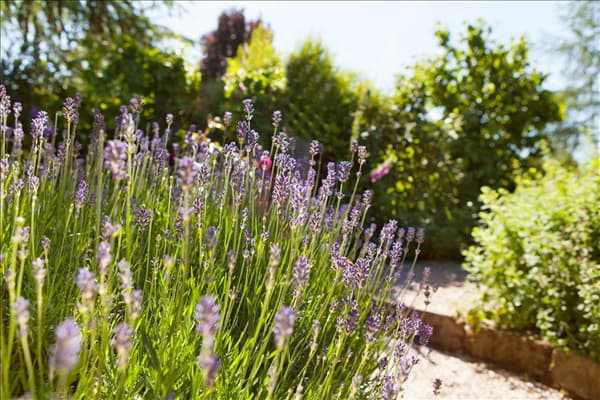 Lavandula angustifolia