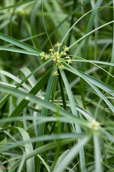 Cyperus alternifolius