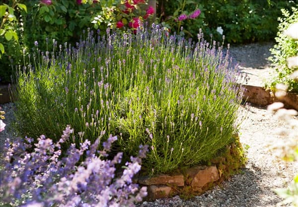 Lavandula angustifolia