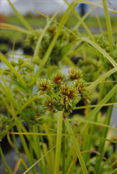 Cyperus alternifolius