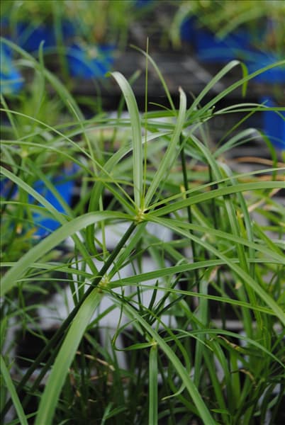 Cyperus alternifolius