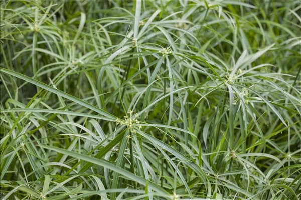 Cyperus alternifolius