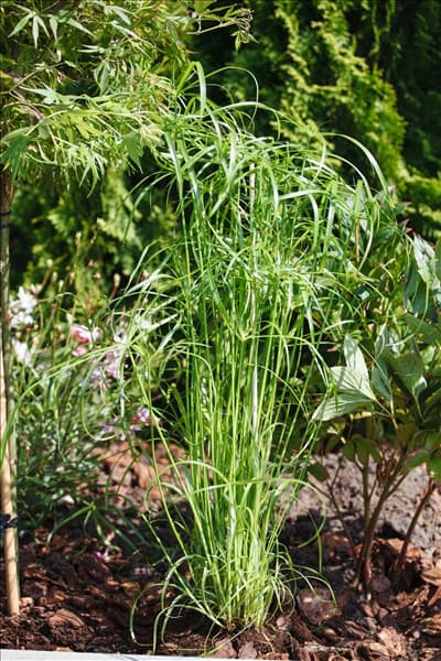Cyperus alternifolius