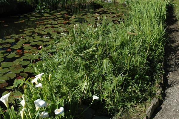 Cyperus alternifolius