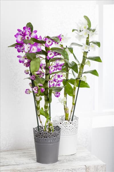 Dendrobium nobile