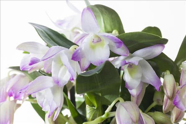 Dendrobium nobile