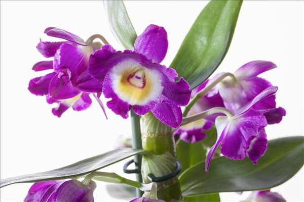 Dendrobium nobile