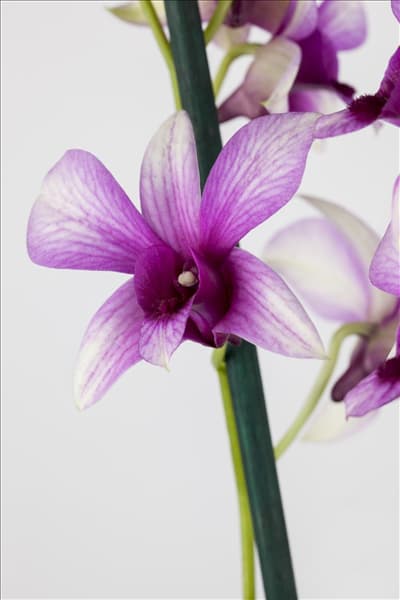Dendrobium nobile
