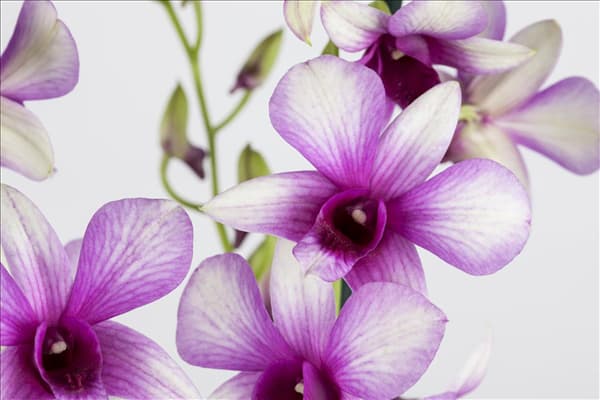 Dendrobium nobile