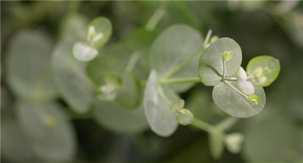 Eucalyptus gunnii
