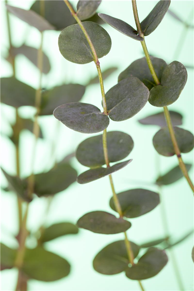 Eucalyptus gunnii