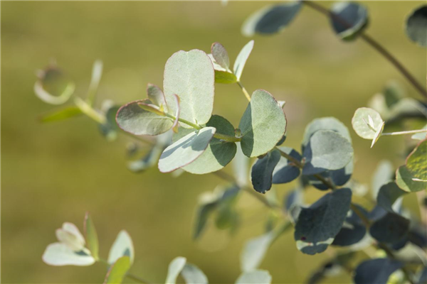 Eucalyptus gunnii
