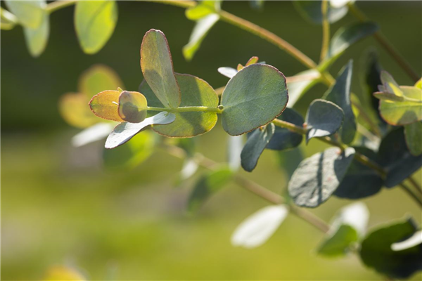 Eucalyptus gunnii