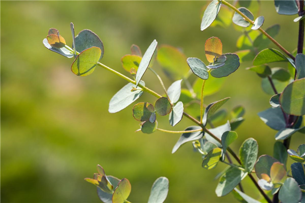 Eucalyptus gunnii