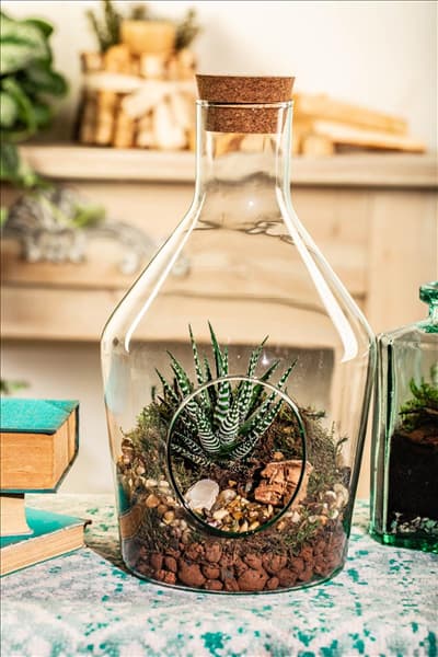 Haworthia fasciata